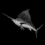 Burnt Sailfish